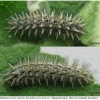 mel triv fascelis larva6 volg2